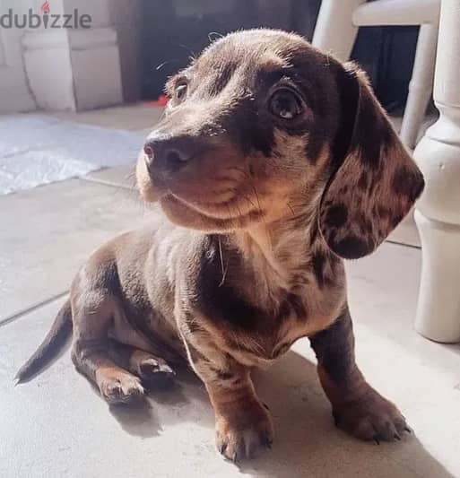 Dachshund puppies for sale from Europe 1