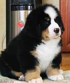 Bernese Mountain Dog Puppy For Sale Imported