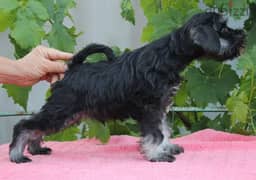 Miniature Schnauzer Puppy for Sale Top Quality