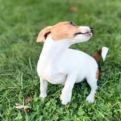 Jack Russell Puppy for Sale With FCI Pedigree from Europe