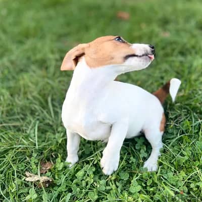 Jack Russell Puppy for Sale With FCI Pedigree from Europe