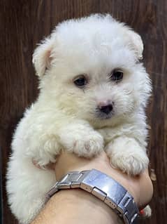 havanese puppy