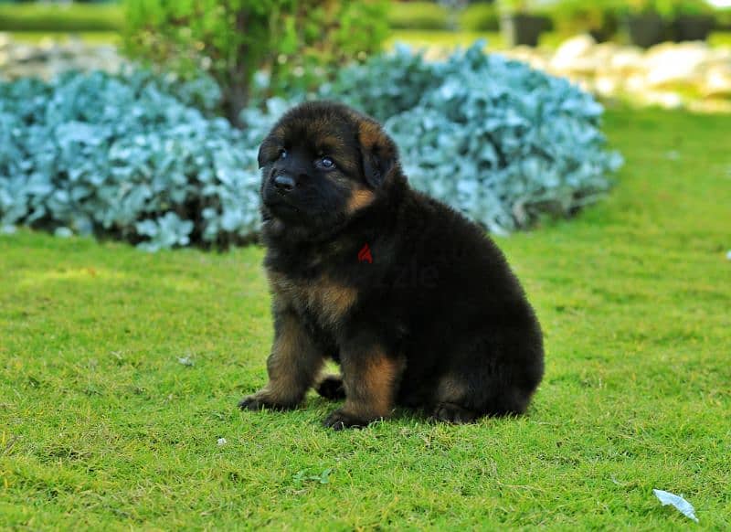 Male German shepherd puppies Female جراوي جيرمن شيبرد ذكر ولد بنت انثي 1