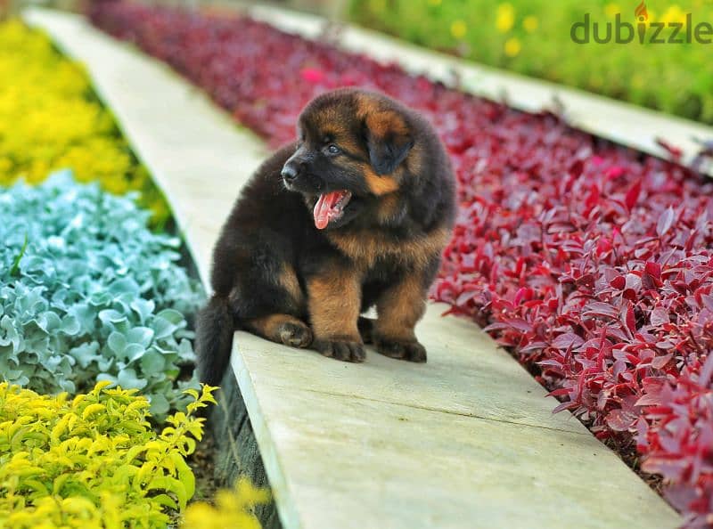 Male German shepherd puppies Female جراوي جيرمن شيبرد ذكر ولد بنت انثي 2