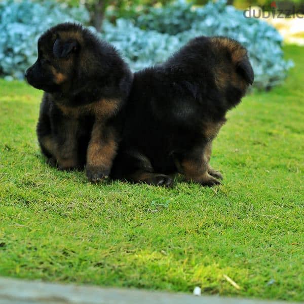 Male German shepherd puppies Female جراوي جيرمن شيبرد ذكر ولد بنت انثي 5