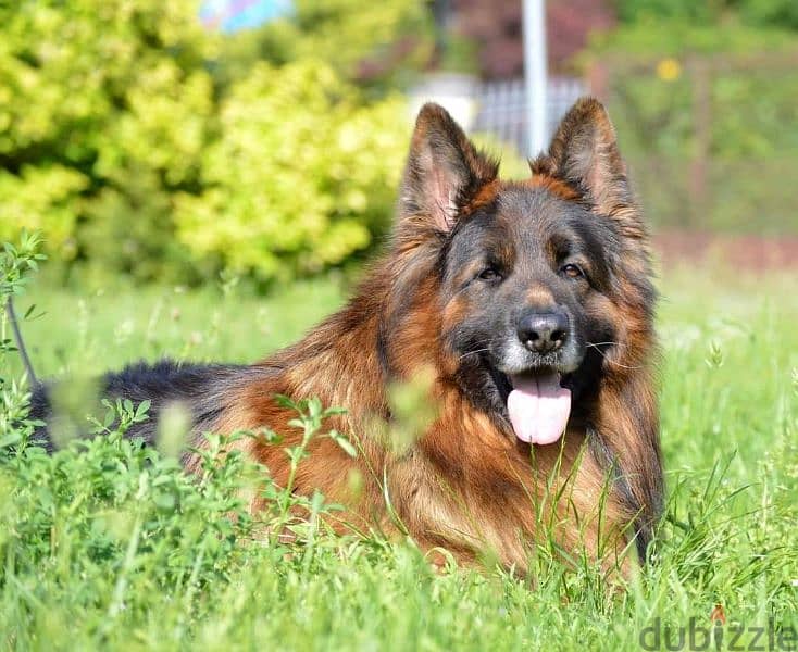 Male German shepherd puppies Female جراوي جيرمن شيبرد ذكر ولد بنت انثي 10