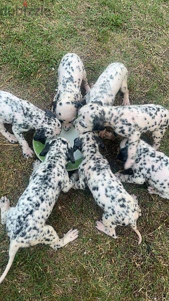 Dalmatian puppies 48 days