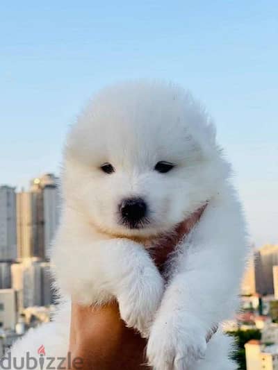 samoyed puppies سامويد