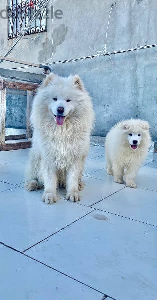 samoyed puppies سامويد 2