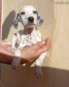 Dalmatian puppies