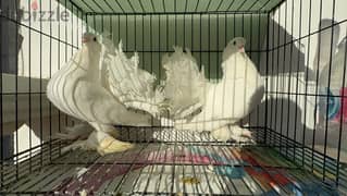 Indian fantail breeder pair