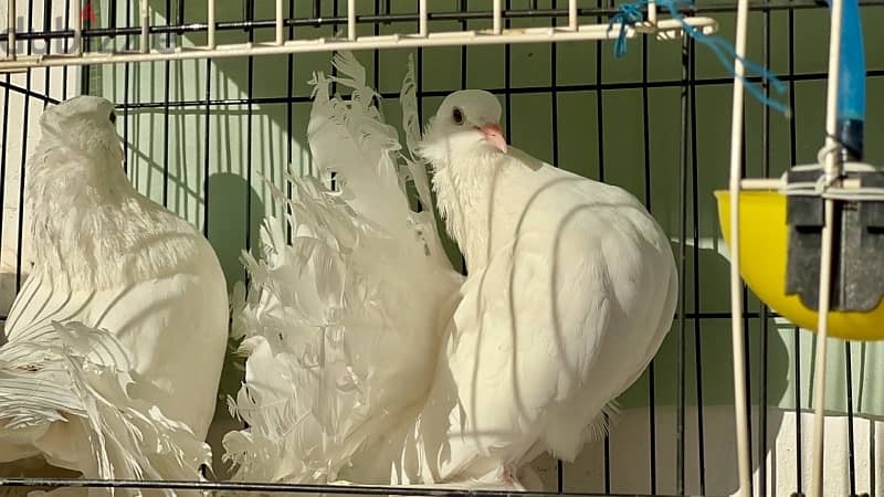 Indian fantail breeder pair 1