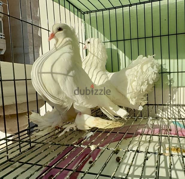 Indian fantail breeder pair 2