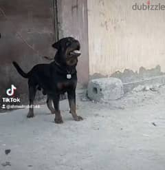 rottweiler American male