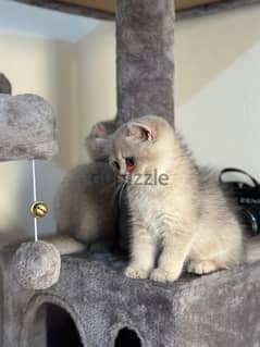 BRITISH SHORTHAIR BLUE GOLDEN AY12