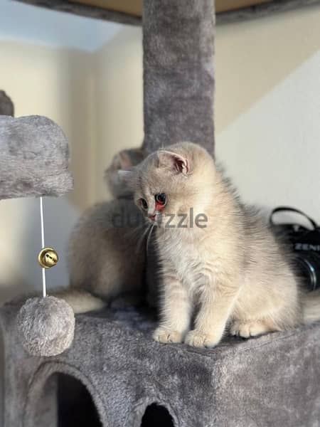 BRITISH SHORTHAIR BLUE GOLDEN AY12 0