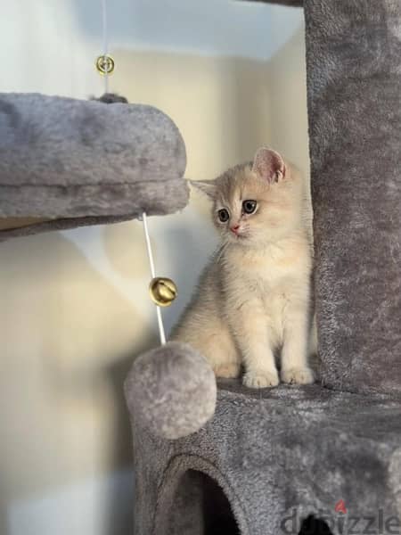 BRITISH SHORTHAIR BLUE GOLDEN AY12 1