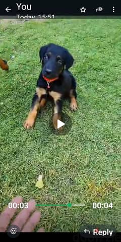 Doberman German Shepherd cross