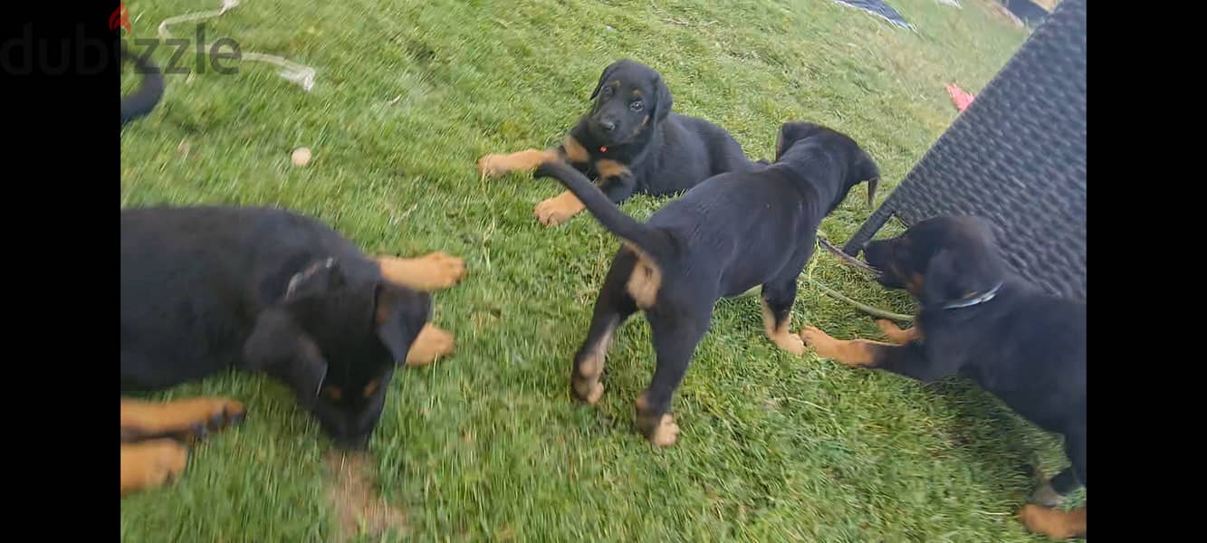 Doberman German Shepherd cross دوبرمان جرمن شبرد مكس 4