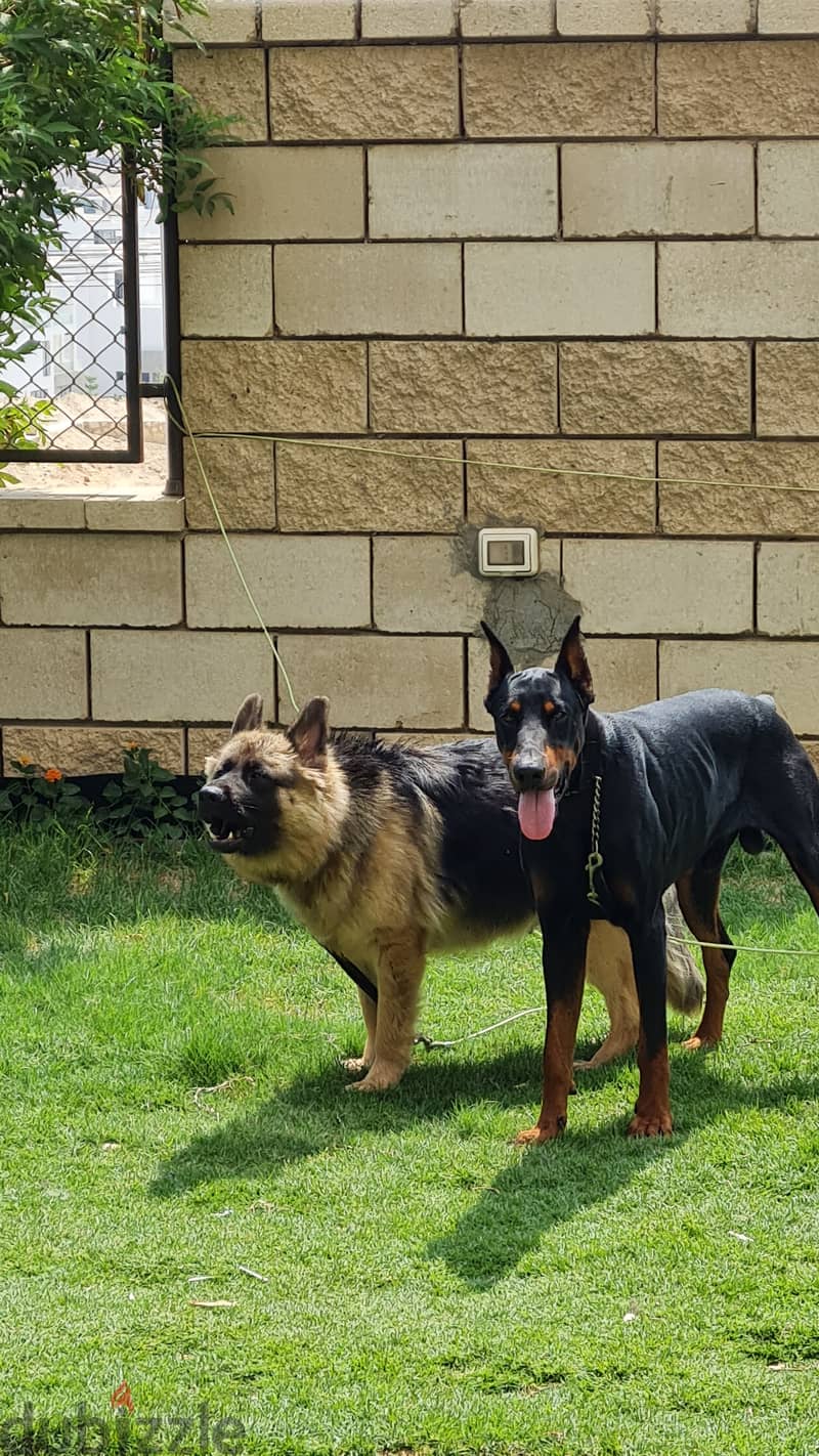 Doberman German Shepherd cross دوبرمان جرمن شبرد مكس 5