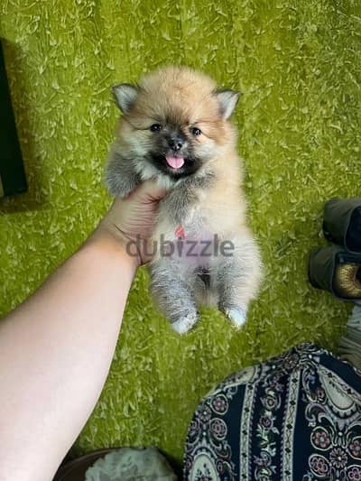 Pomeranian