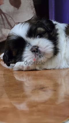 Pure shihtzu puppies