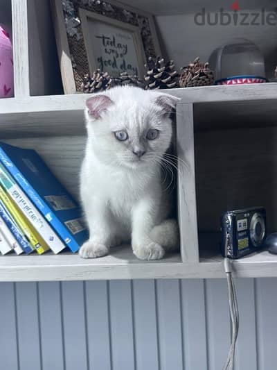 male snowy Scottish fold kitten