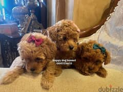 teacup poodle puppies out if imported parets 0