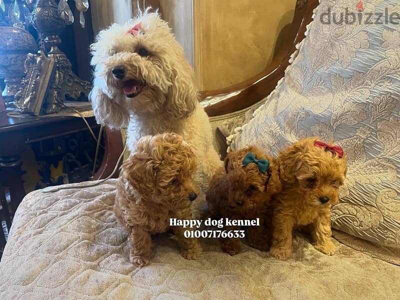 teacup poodle puppies out if imported parets 1