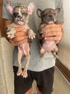 French Bulldog فرنش بولدوج