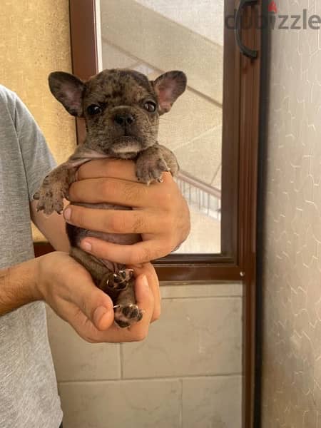 French Bulldog فرنش بولدوج 1