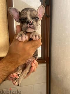 French Bulldog فرنش بولدوج