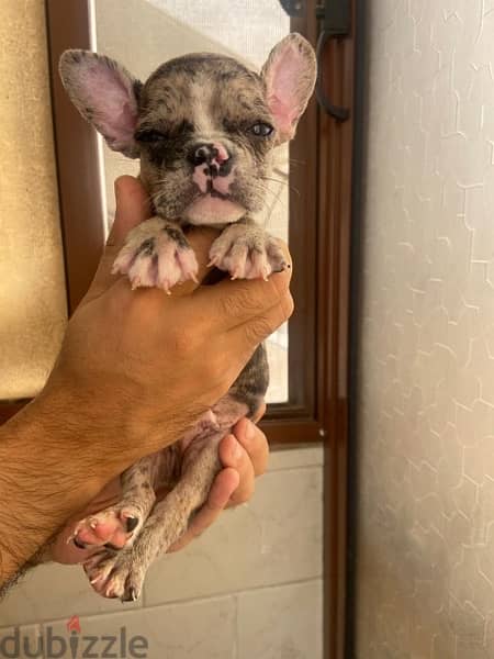 French Bulldog فرنش بولدوج 2