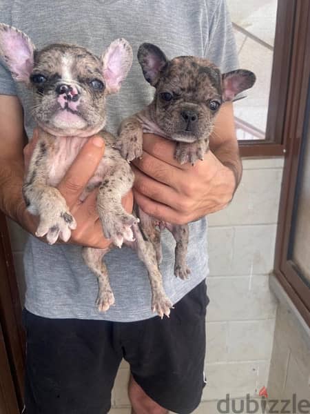 French Bulldog فرنش بولدوج 3