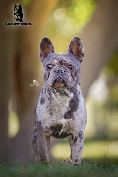 French Bulldog فرنش بولدوج 4