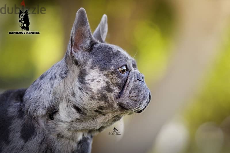 French Bulldog فرنش بولدوج 5