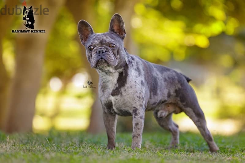 French Bulldog فرنش بولدوج 6