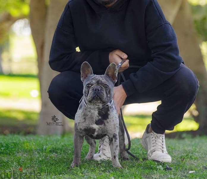 French Bulldog فرنش بولدوج 7