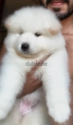 سامويد samoyed