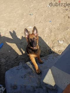 German shepherd