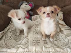 Amazing chihuahua mini apple head 2 month 0