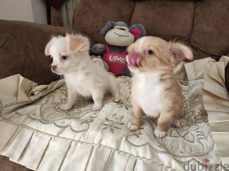 Amazing chihuahua mini apple head 2 month 2