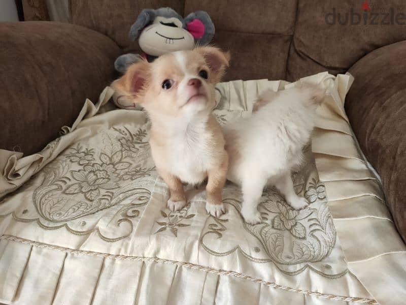 Amazing chihuahua mini apple head 2 month 3