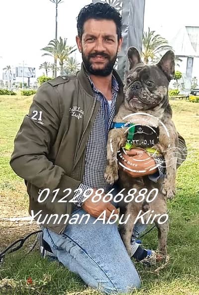 French bulldog male for mating - دكر فرنش للزواج