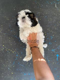 shihtzu puppy pure