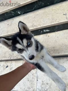 husky متاح اخر جري سيبيريان هاسكيعين و عين ٥٠ يوم husky