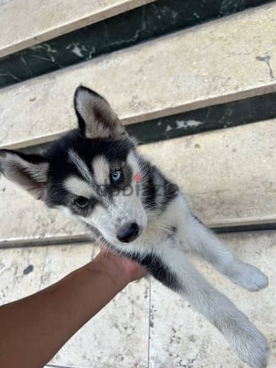 جرو هاسكي عين و عين ٥٠ يم husky