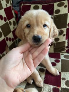 Golden retriever pure