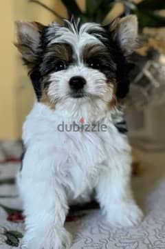 biewer yorkie puppies for sale from Europe