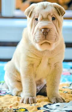 Shar Pei Dog Puppy for Sale from Europe